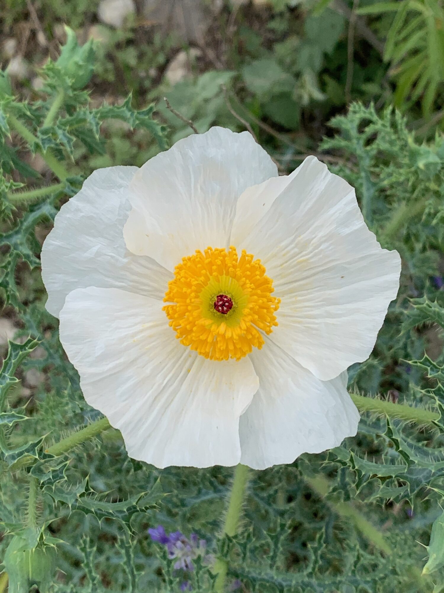 White flower with yellow center and small red spot, surrounded by green leaves.