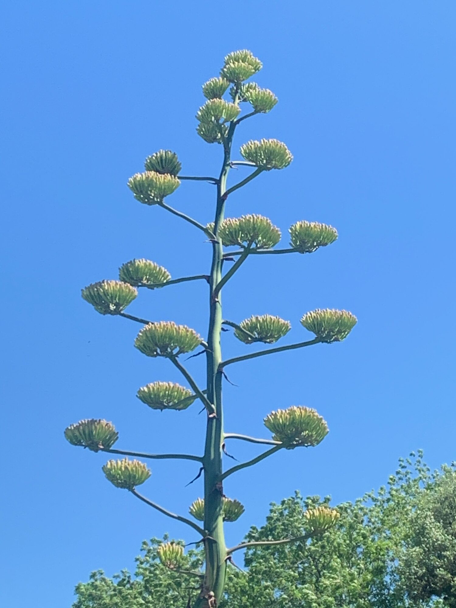 Tall plant with multiple rounded clusters of flowers or buds against a clear blue sky.
