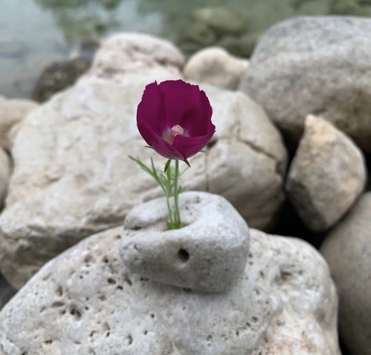 A purple flower growing from a hole in a light-colored rock among other rocks, with blurred background.