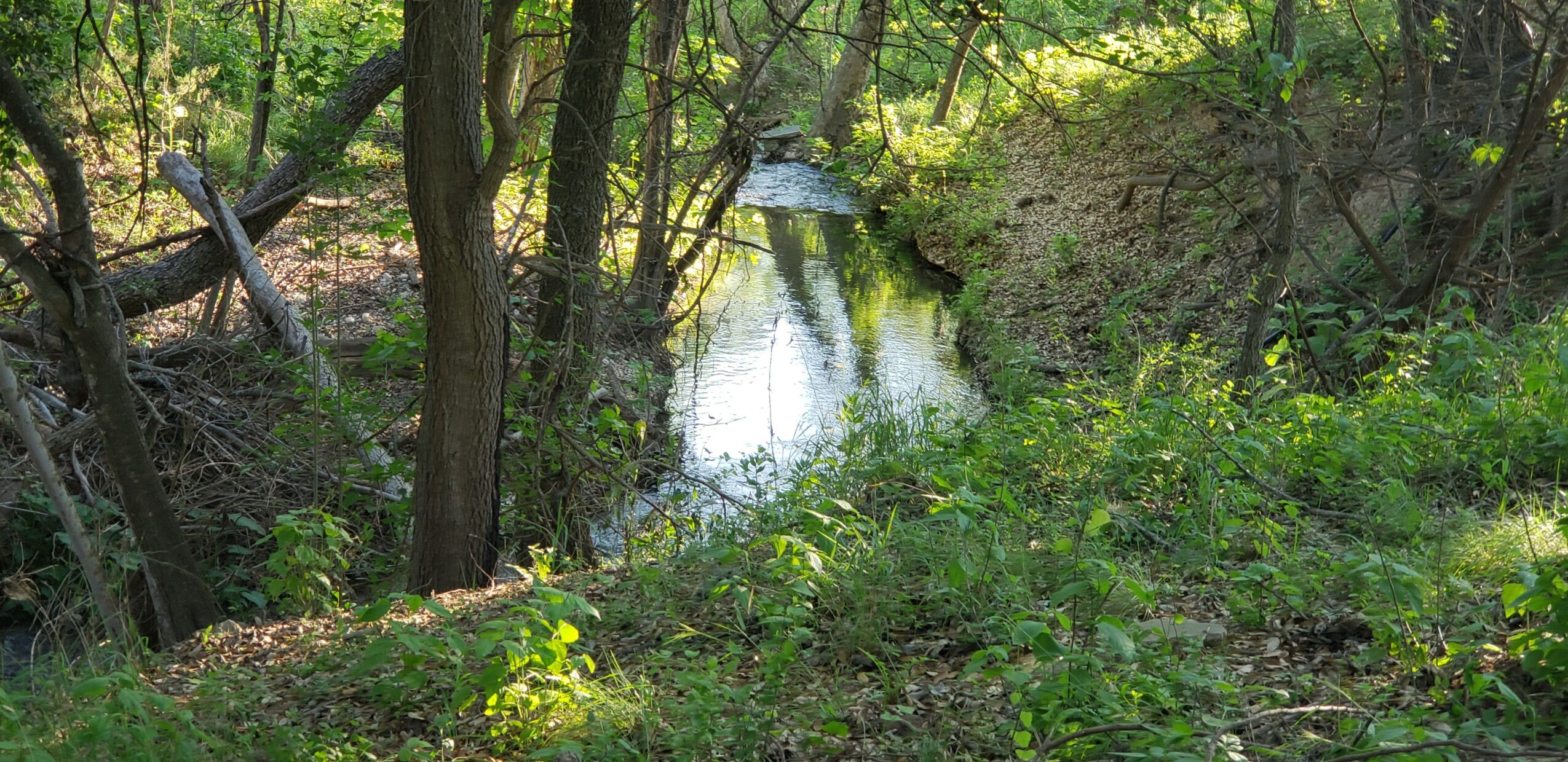 Stream flowing through a wooded area with trees and green foliage on both sides.
