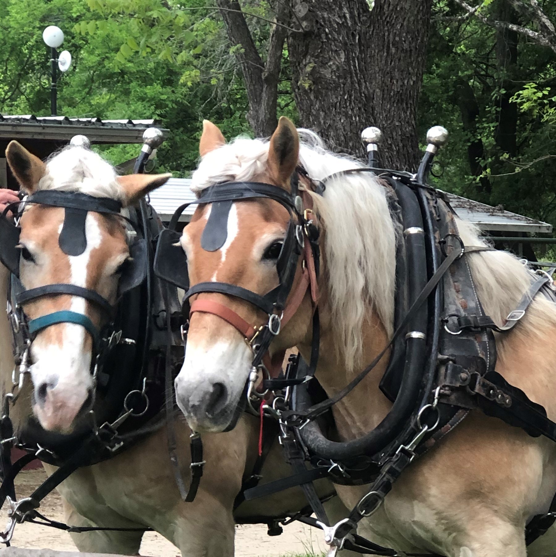 Two horses with harnesses and bridles standing outdoors near trees and a building.