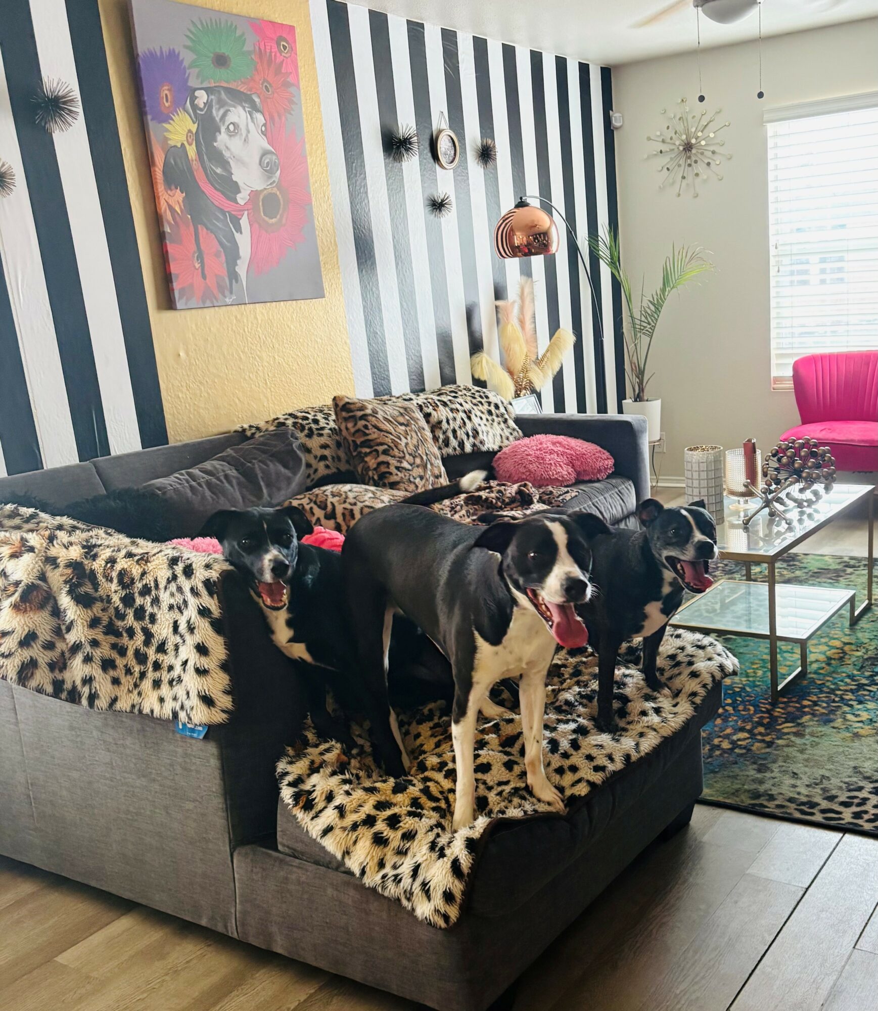 Four dogs on a sofa with leopard print blanket in a colorful living room, striped wall, artwork, and window with blinds.