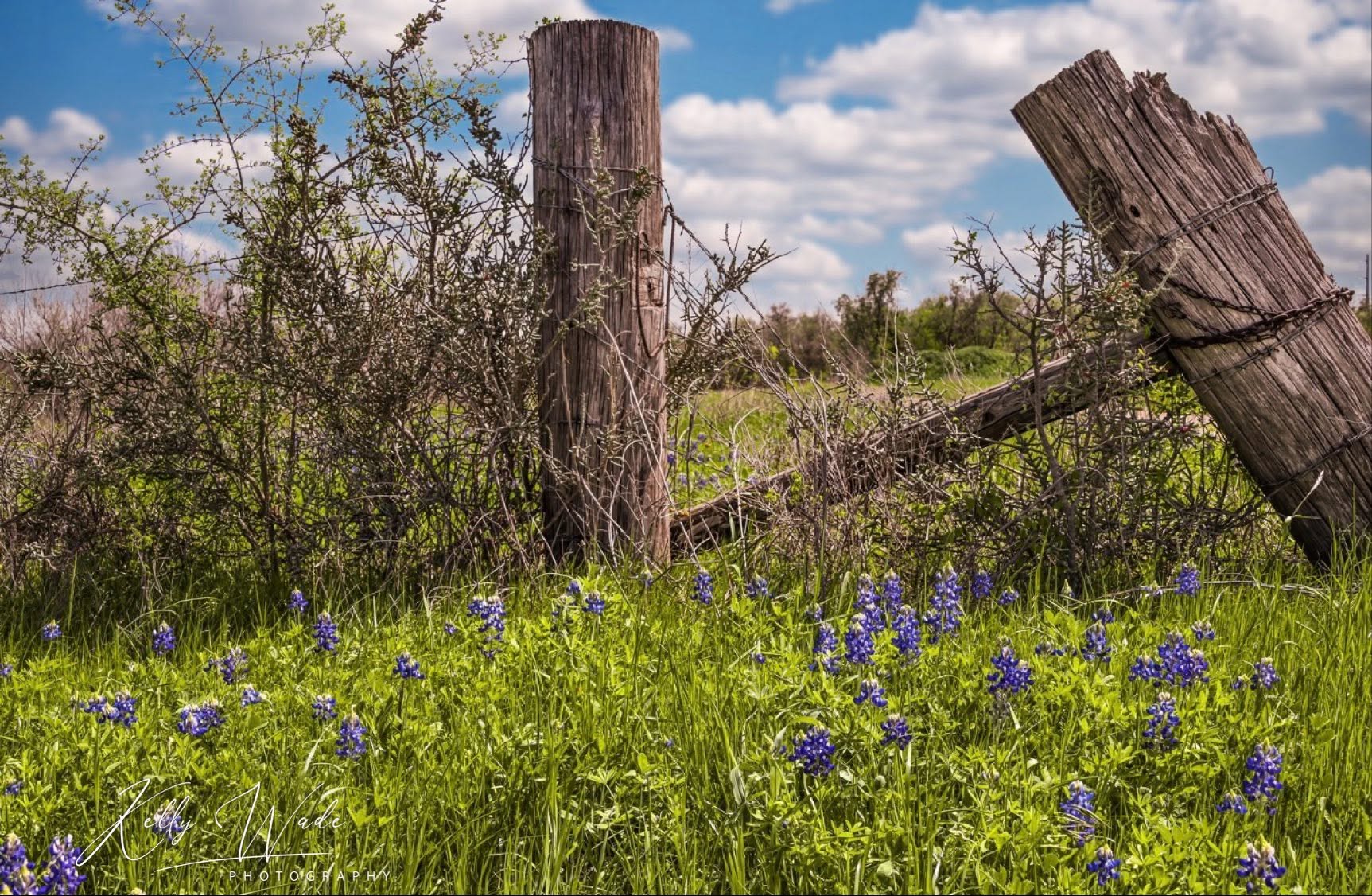 Old wooden fence posts with broken wire, surrounded by green grass and purple flowers, under a partly cloudy sky.