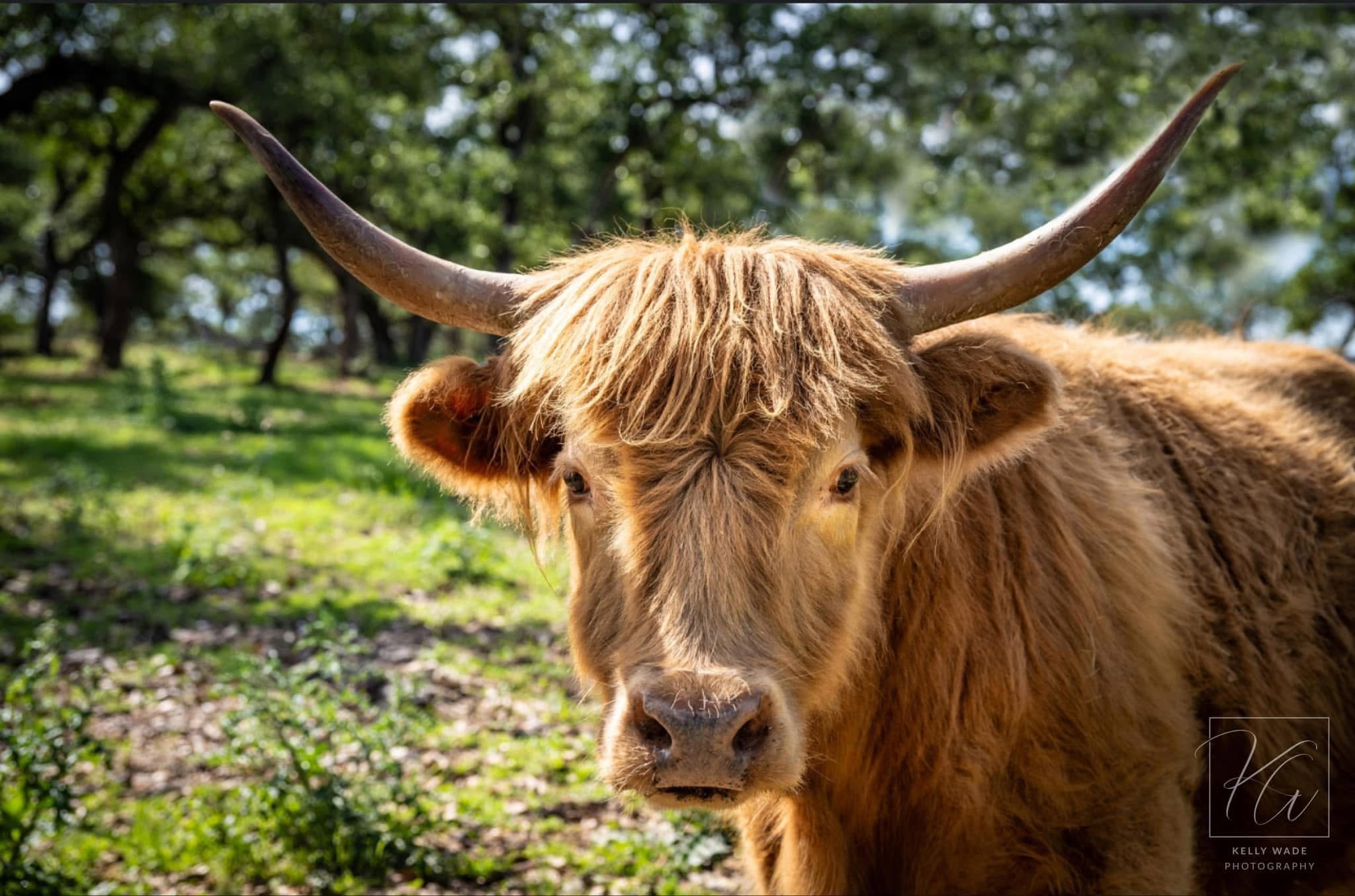 Close-up of a Highland cow with long horns and brown fur outdoors, trees and grass in background.
