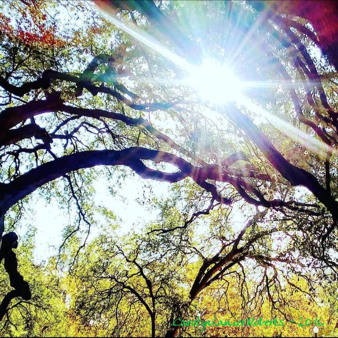 Sunlight filters through tree branches and leaves, creating bright rays and a colorful glow in the sky.
