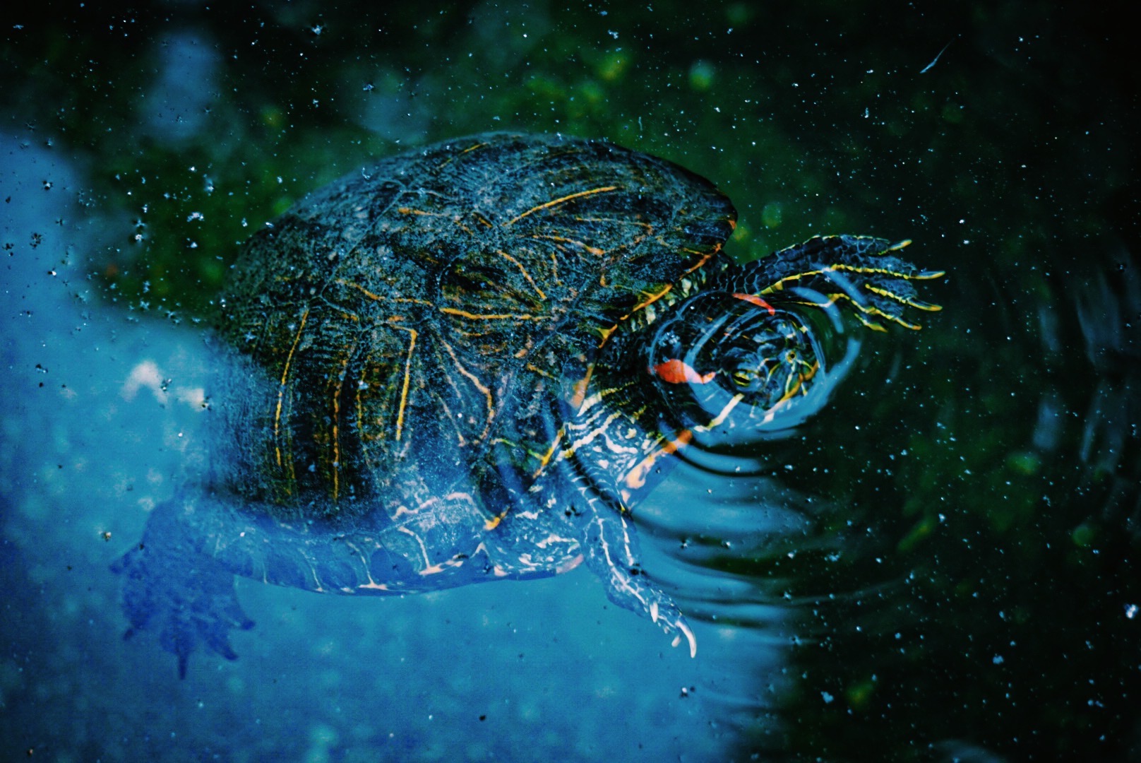 A close-up of a turtle with a lobster on its back in water, surrounded by green and blue hues.