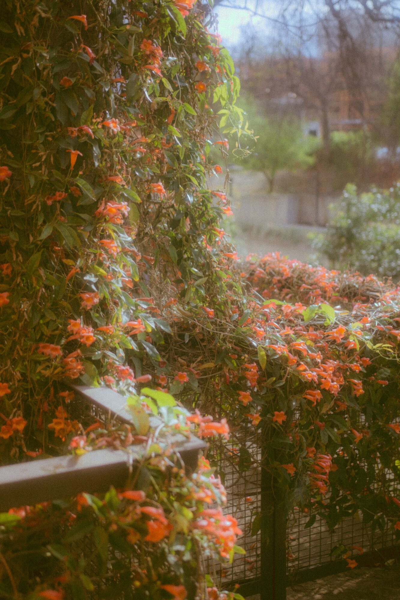 Vivid orange flowers and green foliage on a garden fence, with a blurred background of trees and sky.