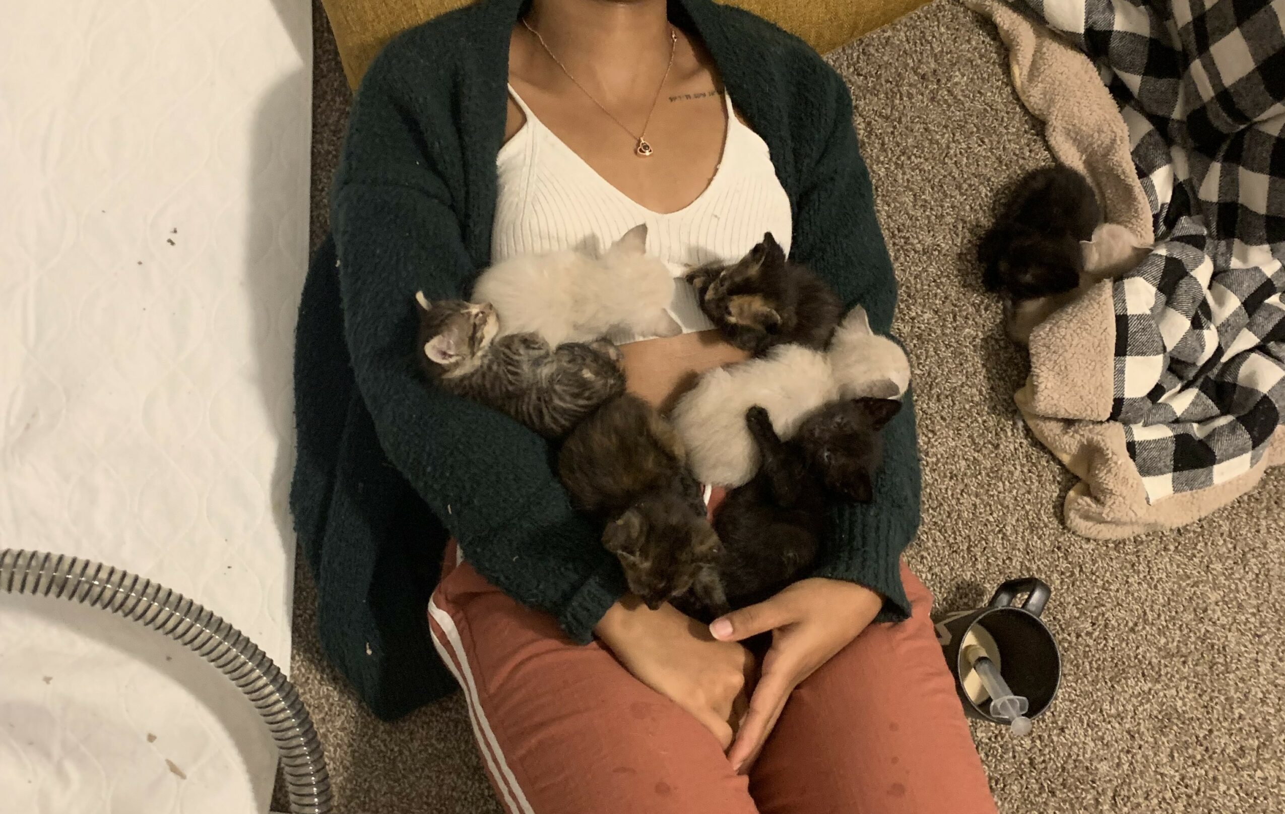 Person lying on a carpeted floor holding multiple kittens, with a blanket nearby and a fan visible.