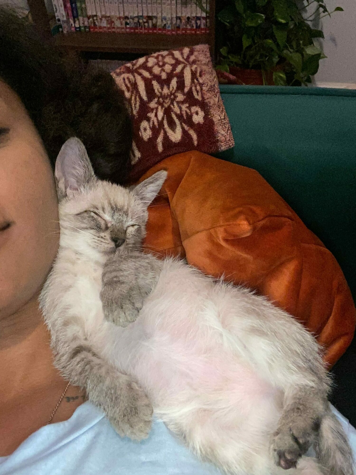 A person lying down with a gray and white cat resting on their chest, surrounded by pillows and a plant.
