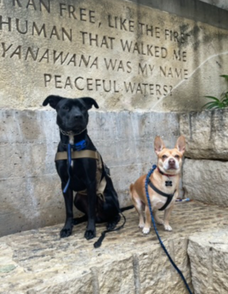 Two dogs sit on stone steps in front of a wall with engraved text, one black and one tan, both wearing harnesses.