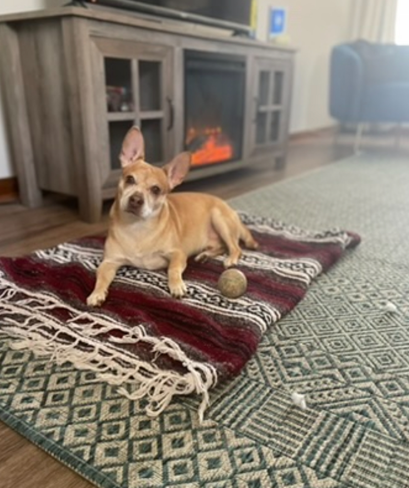 Small dog lying on a patterned rug with a ball, in front of a fireplace with a TV above, in a living room.