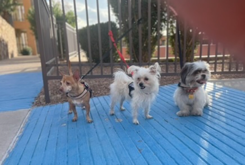 Three small dogs on a blue surface in front of a fence, with trees and buildings in the background.