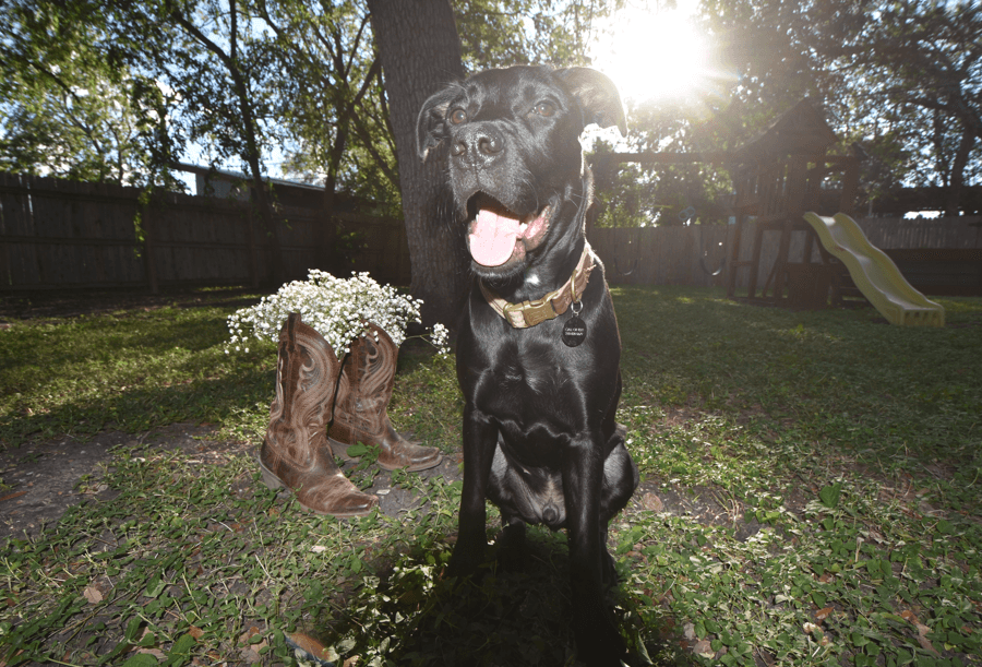 Black dog sitting outdoors with sunlight shining behind, a tree, a slide, and a flower-covered boot in the background.