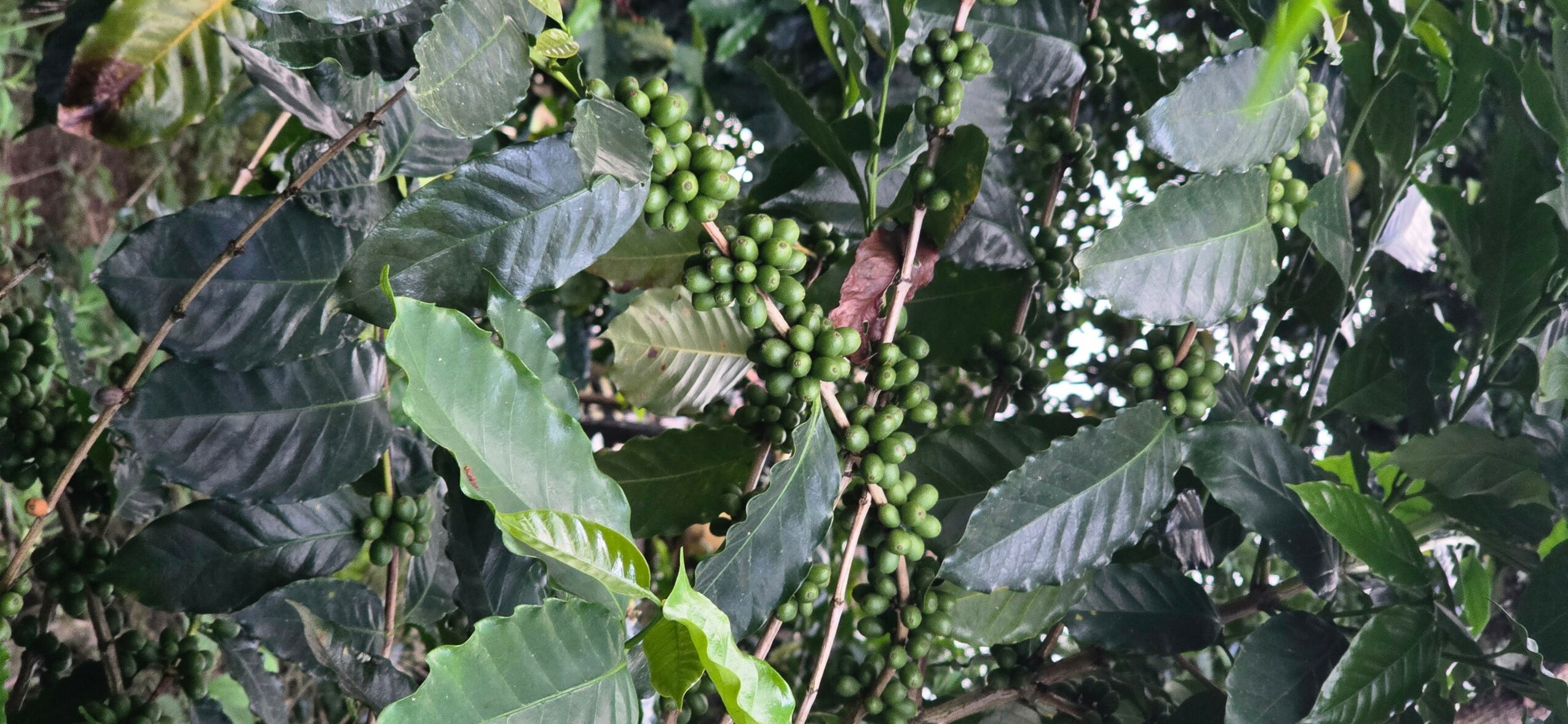 Dense green foliage with clusters of small green berries among large leaves.