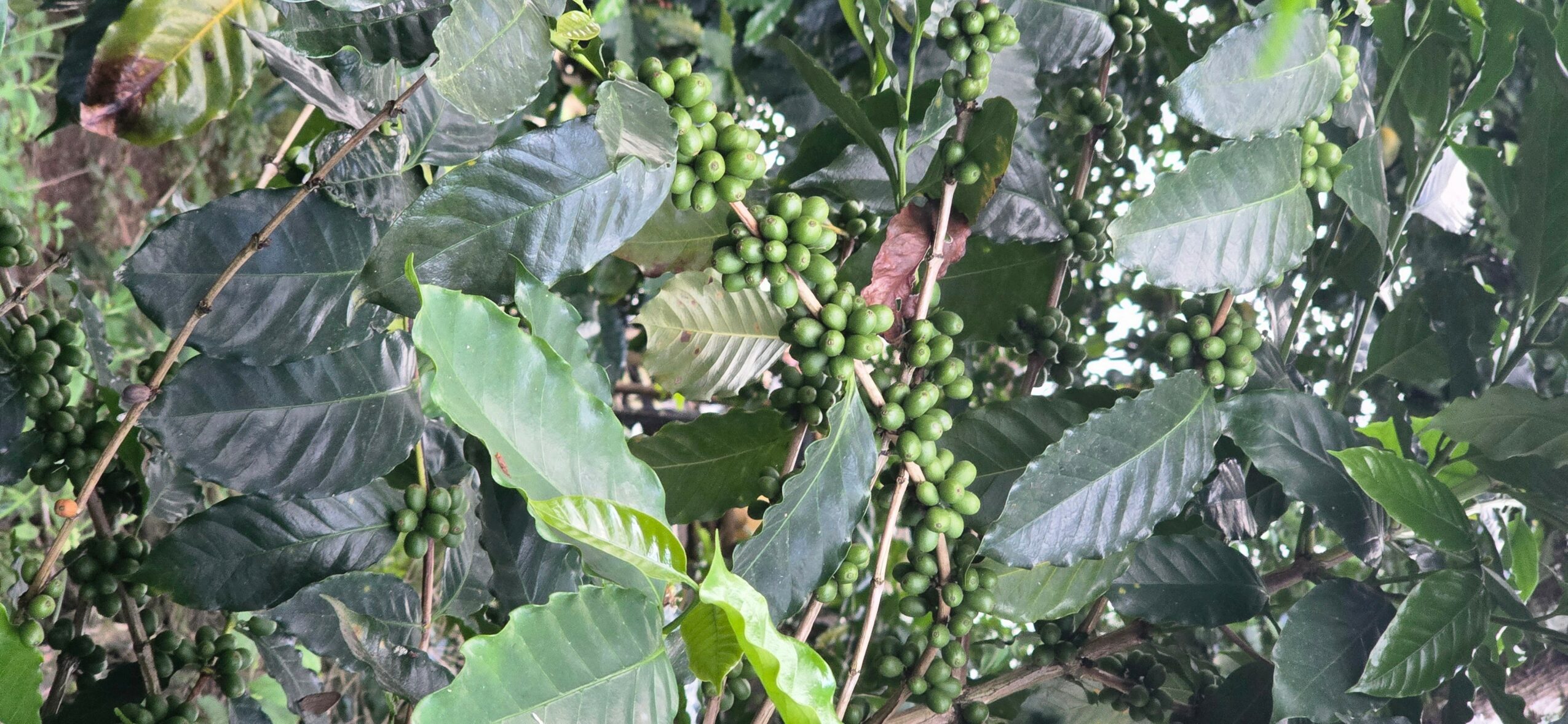 Green leaves and small green berries on branches in dense foliage