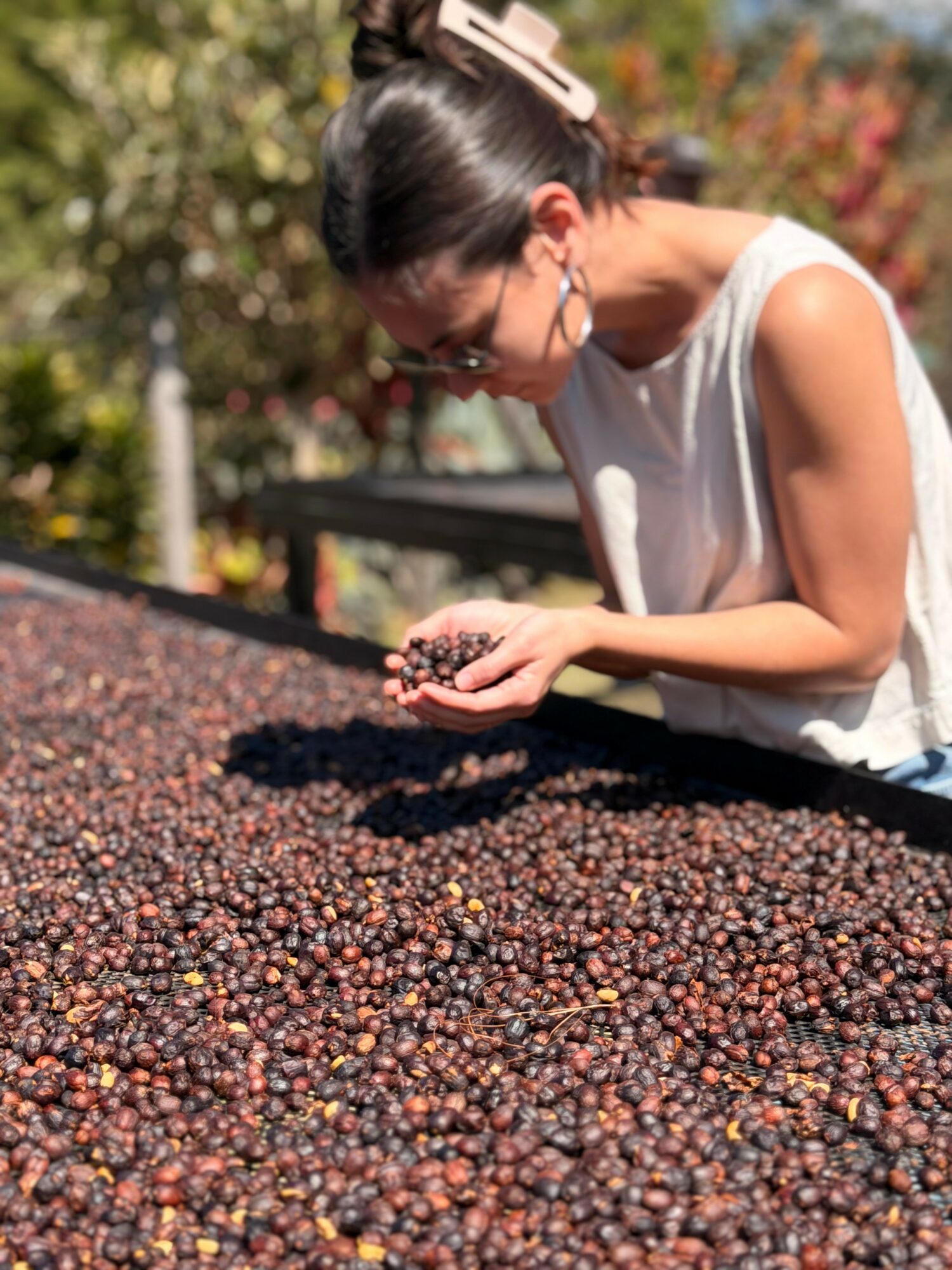 Woman examining and holding coffee cherries outdoors with trees in background.